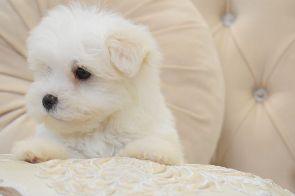 Cățel bichon maltez
