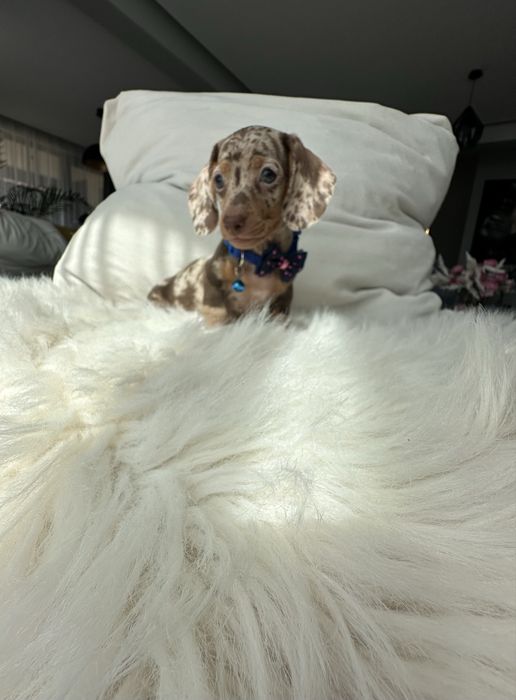 Teckel/dachshund miniatura