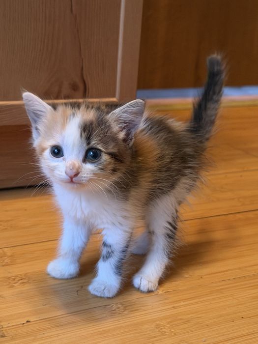 Отдам котят в хорошие руки