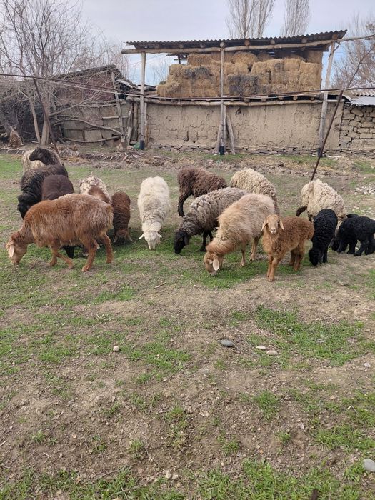 Козылы кой сатылады