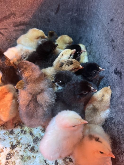 Цыплята домашние