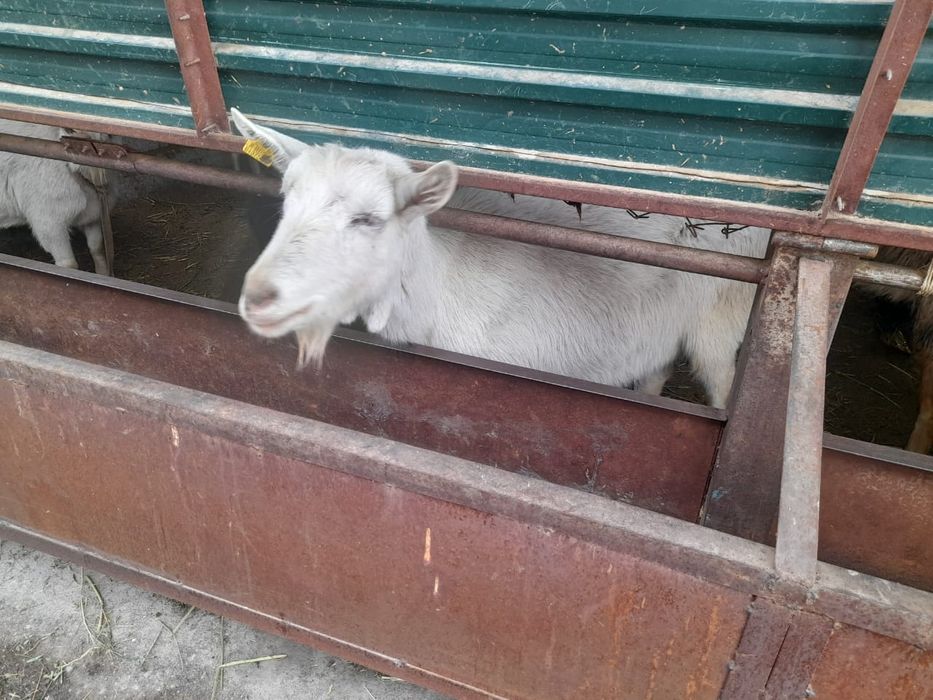 Сауынды буаз ешкилер