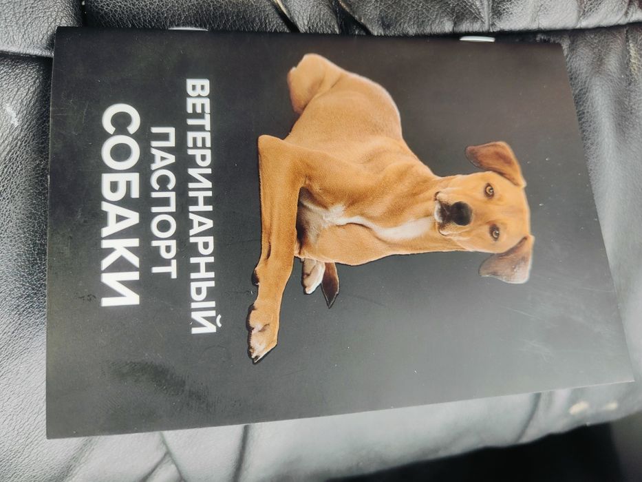 Ротвейлер щенки,