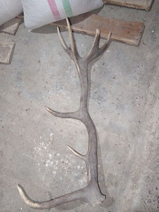 Coarne de cerb 250-400 lei buc