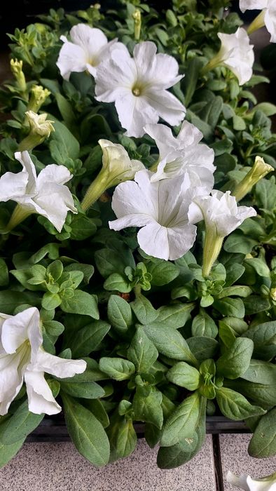 Рассада петуния, бархатцы