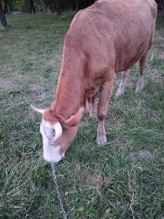 Vaca de vanzare