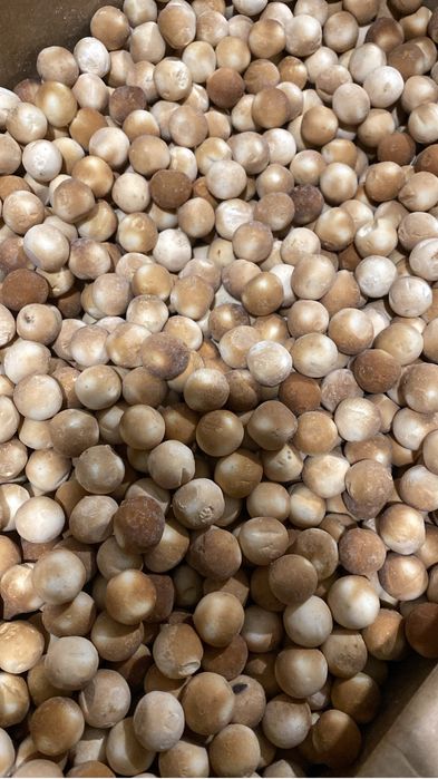 Курт оптом караганды астана