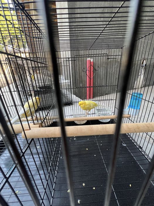 Канарейка Йоркшир самец ( нар ) Туркия