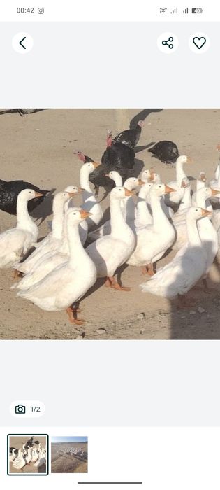 Қаз сатылады, жақсы семіз бір жарым жасар