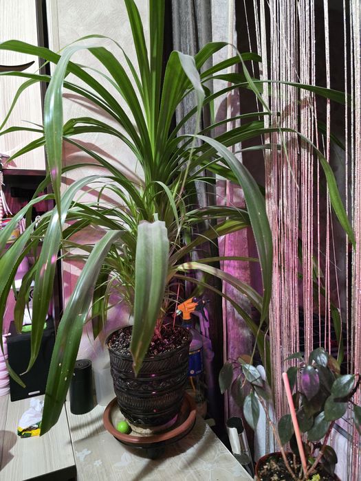 Офисные и комнатные цветы