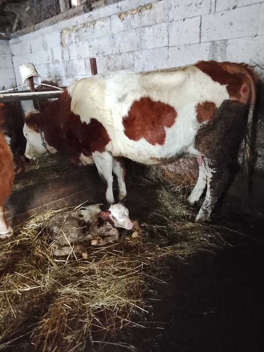 Vaca baltata a 3 fatare