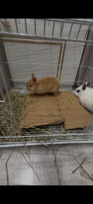 Деокративные домашние кролики