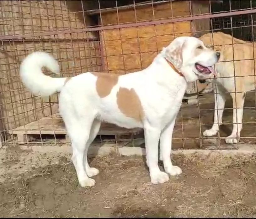 Ciobănesc de asia centrală ,femelă