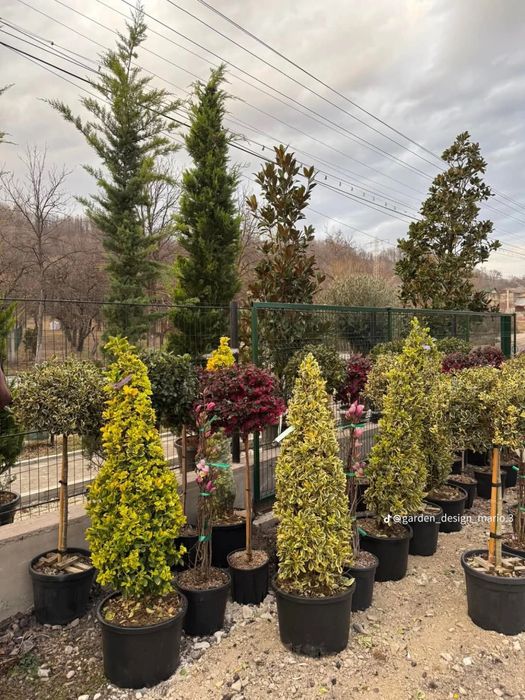 Plante ornamentale-preturi pentru toate buzunarele