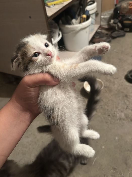 Котята веслоухие