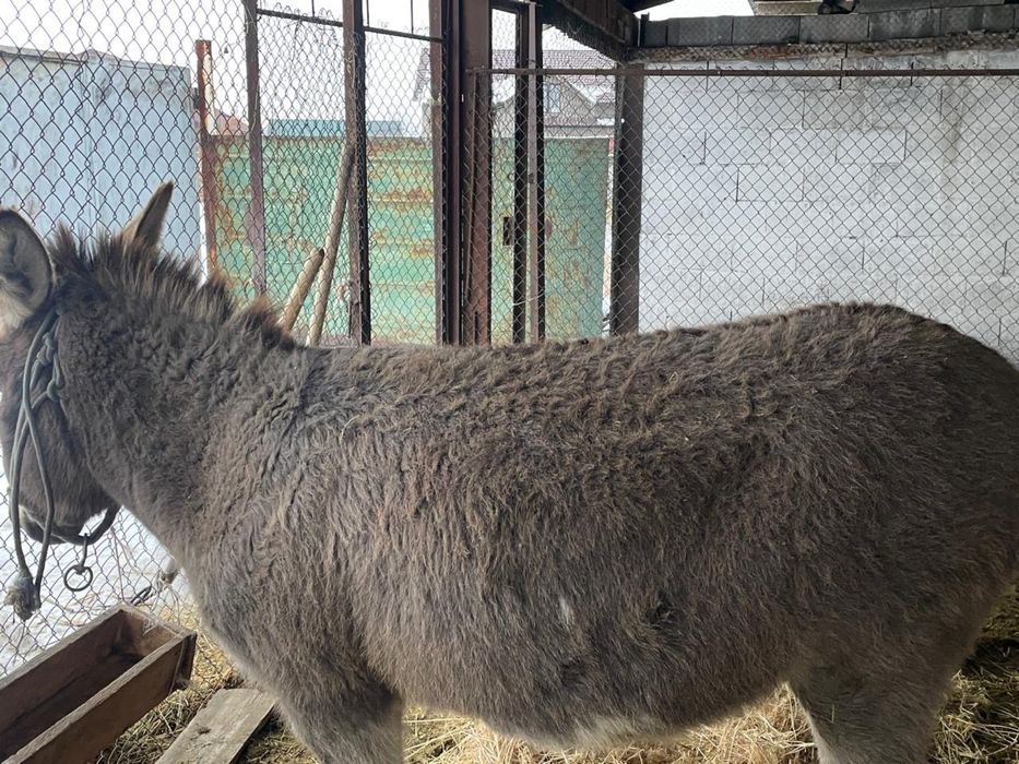 Продам осел ишак