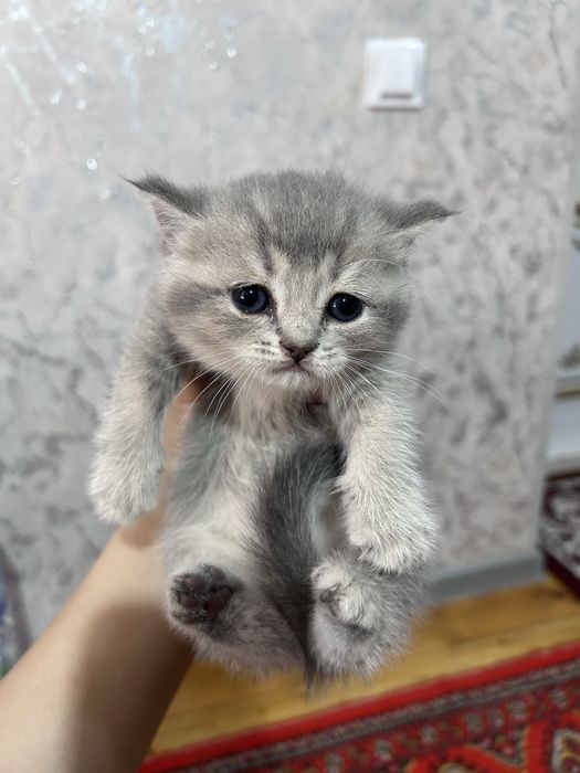 Продается котята