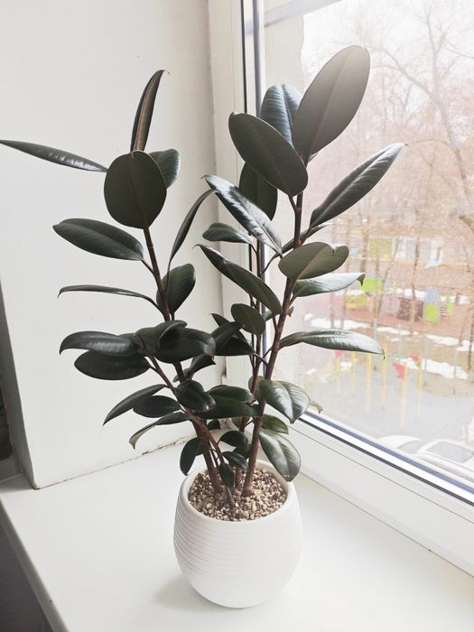 Фикус Мелани в кашпо