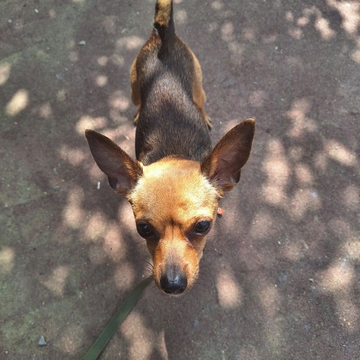 Той терьер 2 года