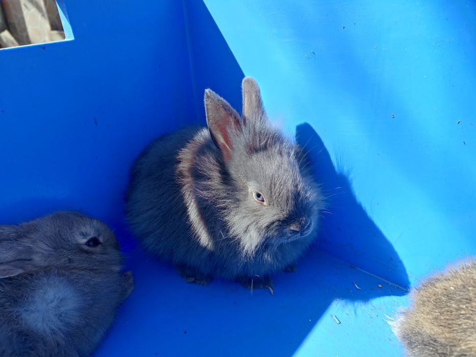 Iepurași pitici & cap de leu pui