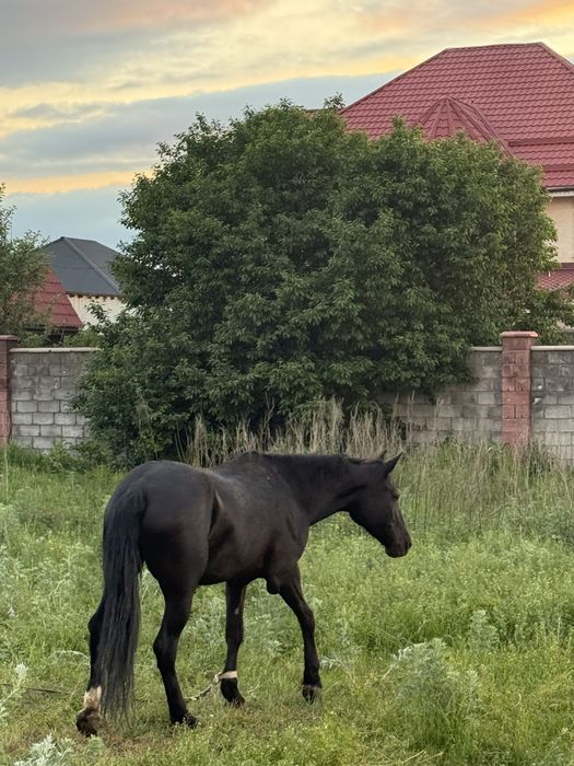 Продам лошадь 9 лет ей