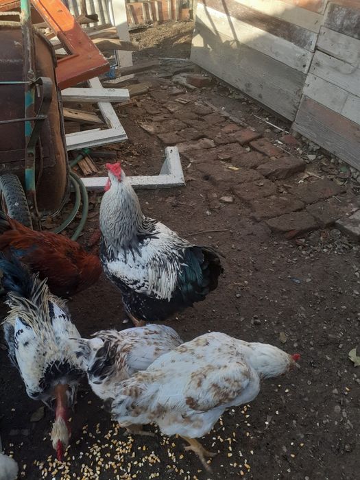 de vinzare doi cocosi 100 lei bucata