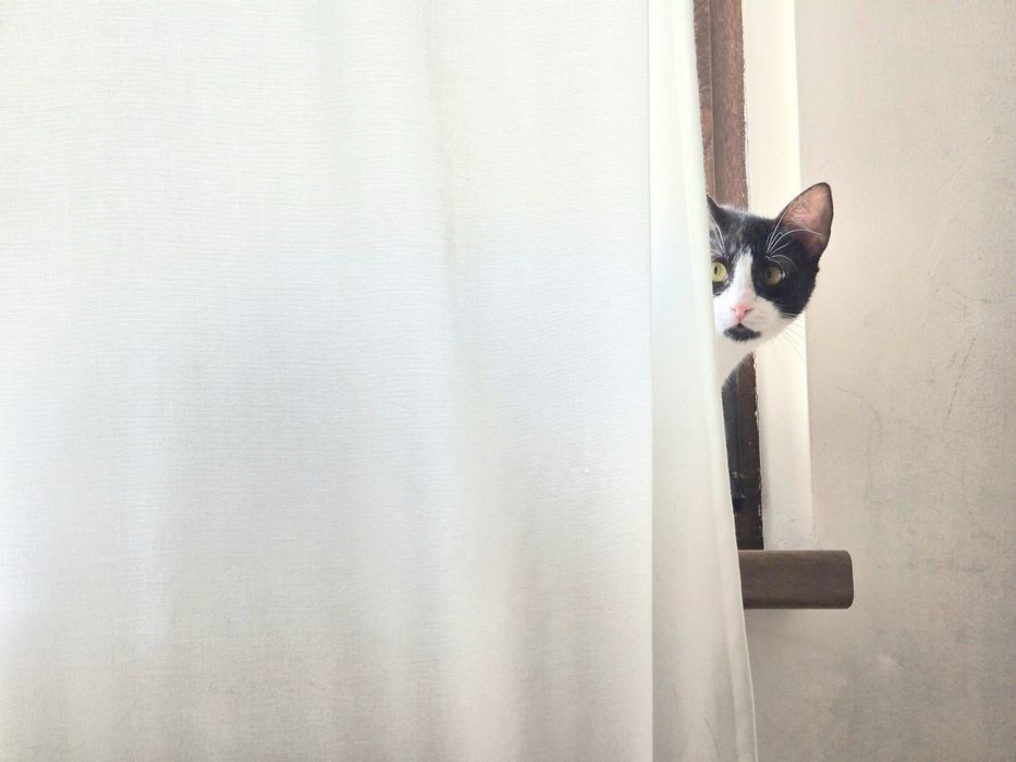 Женско коте на 9 месеца търси дом