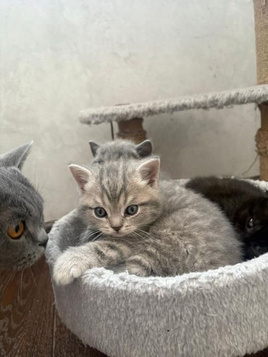 Продается котенок,мальчик шотландец