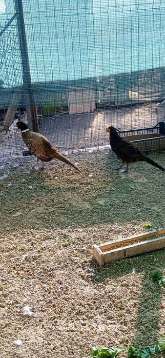 Pereche fazan tenebros