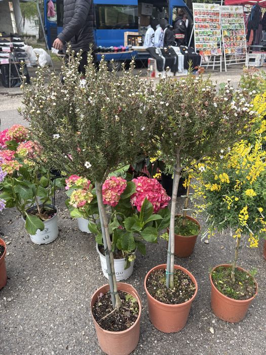 Лимони/Кумкуат и растения