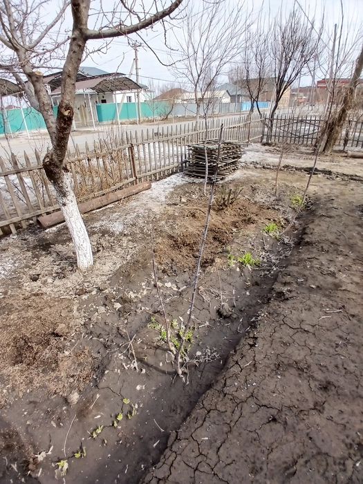 Клён ағаштары бар