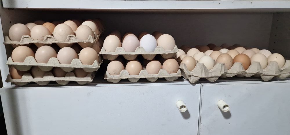 Vând ouă BIO proaspete