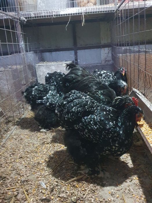 Păsări de rasă cochinchina bobat