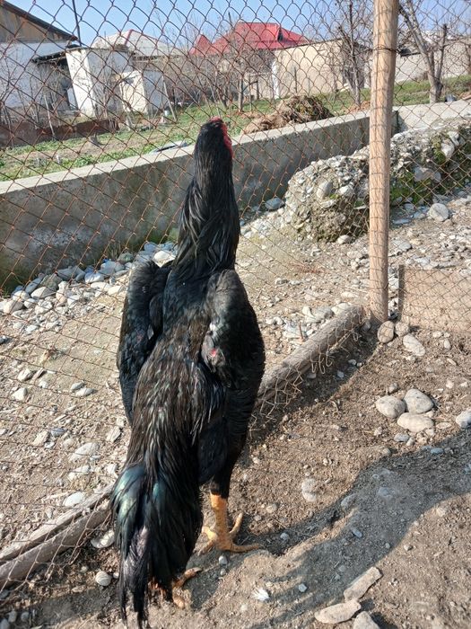 Асл насл ишкибозларига тухумлари сотилади