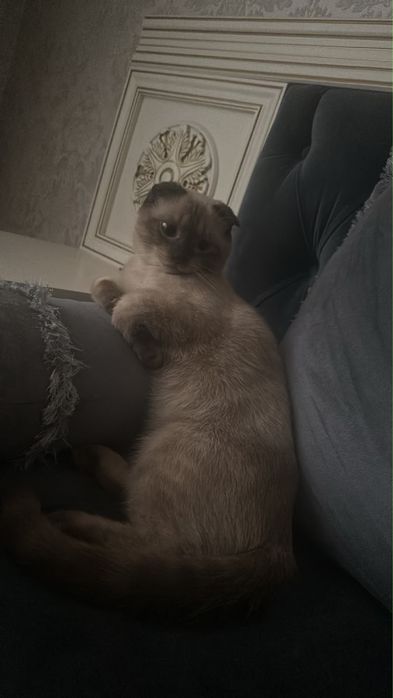 Продается кот, бесплатно