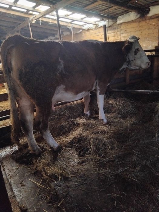 Vacă bălțată de vânzare gata de fătare