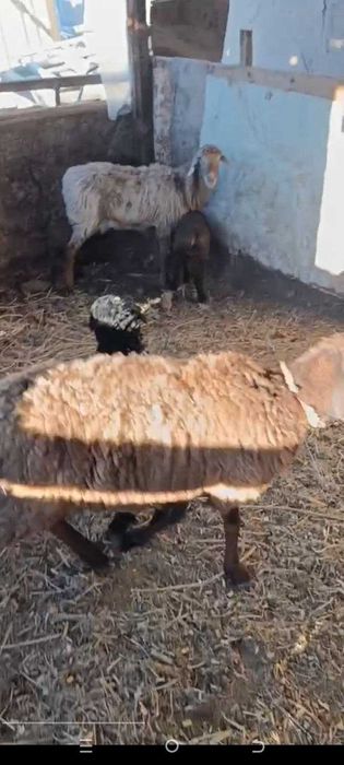 Зоттор қўй йилиги бир тугади ем сув ичиб турибди