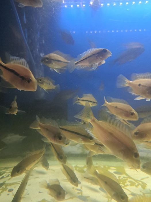 Мальки Никарагуанской цихлозомы