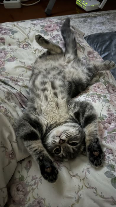 Скоттиш страйт табби окрас