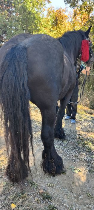 Vând iapă grea culoare neagră