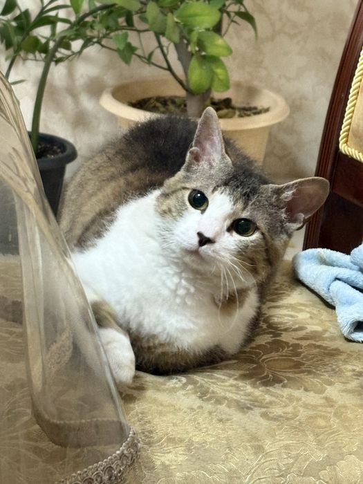 Пропал кот 1.5 года