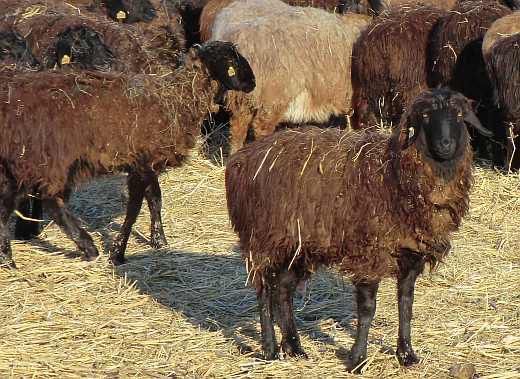 Продам эдильбаевских ярочек