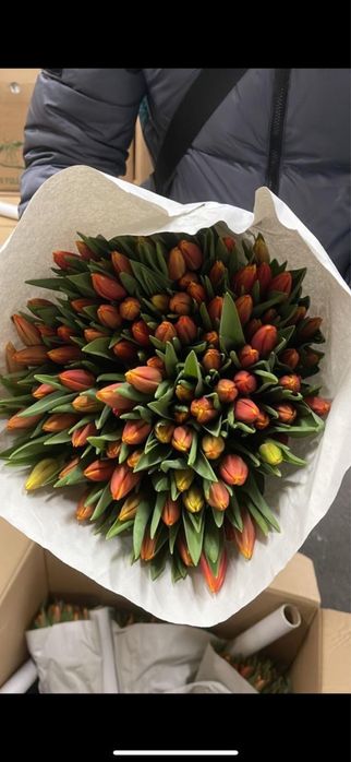 Тюльпаны оптом голандия