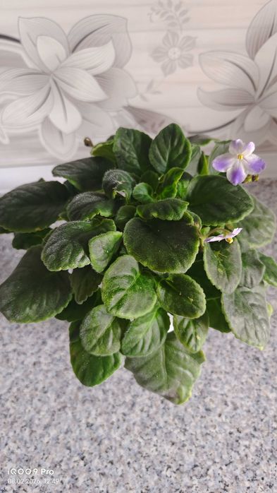 Фиалка сорт НД Мурзилка есть доставка