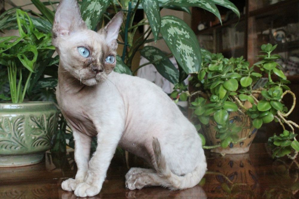 Девочка Девон рекс