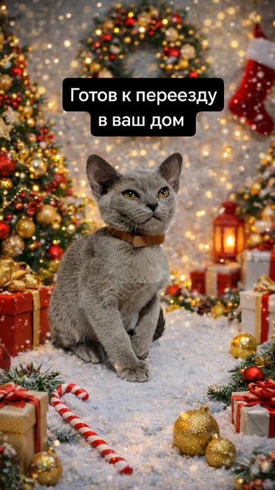 Европейская бурма