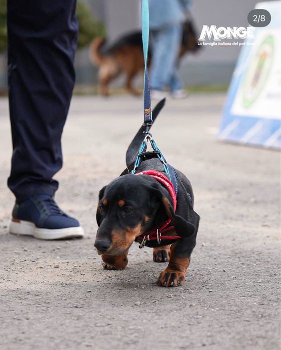Продается кобель породы Такса