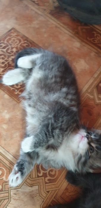 Дарю красивых котят