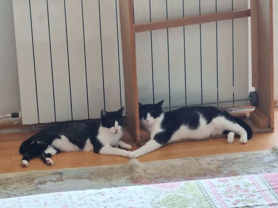 Motanei superbi de adoptat, pisici de adoptat,puiuti de pisica adoptie