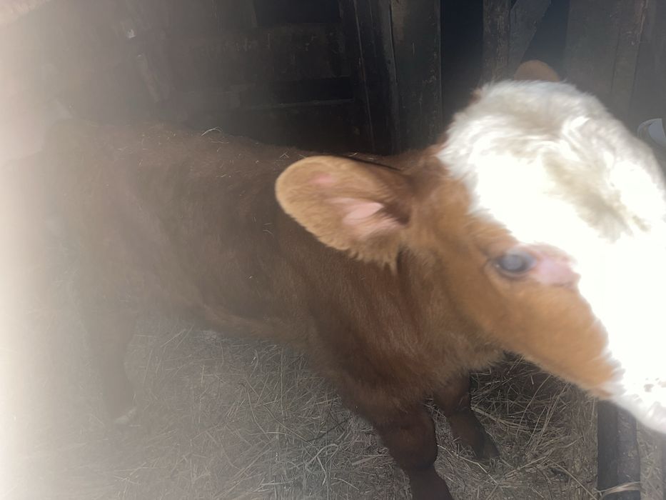 Продам тёлочку и бычка.С.Токуши